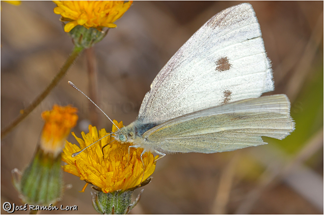 Pieris rapae