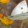 Pieris rapae