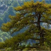 Sierra de Cazorla. Jaén. Pinar de laricio