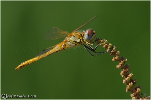 Libélula (Sympetrum meridionale)