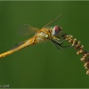 Libélula (Sympetrum meridionale)