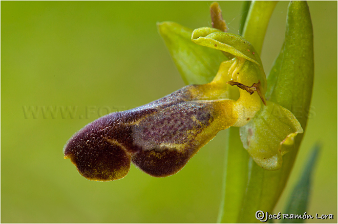 Ophrys fusca