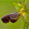 Ophrys fusca