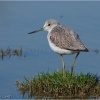 Archibebe claro (Tringa nebularia)