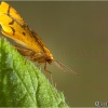 Aspitates ochrearia