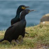 Cormorán moñudo (Phalacrocorax aristotelis)