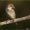 Gorrión moruno (Passer hispaniolensis)