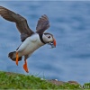 Frailecillo atlántico (Fratercula arctica)