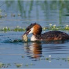 Somormujo lavanco (Podiceps cristatus)