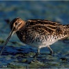 Agachadiza común (Gallinago gallinago)
