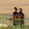 Zampullin cuellinegro (Podiceps nigricollis)