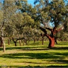 Sierra Morena. Sierra Norte de Sevilla. Dehesa