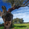 Sierra Morena. Sierra Norte de Sevilla. Viejo alcornoque