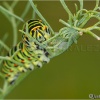 Papilio machaon (oruga)