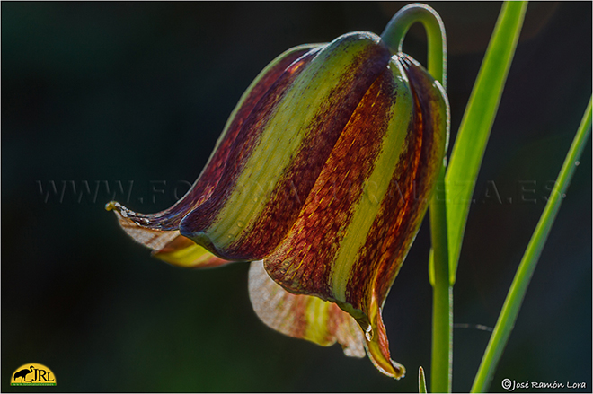 Fritillaria lusitanica