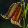 Fritillaria lusitanica