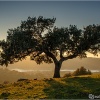 Sierra Morena. Sierra Norte de Sevilla. La Jarosa