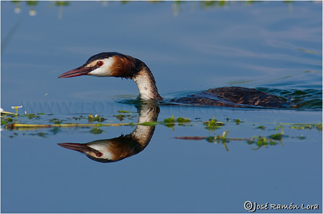 Somormujo lavanco (Podiceps cristatus)