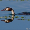Somormujo lavanco (Podiceps cristatus)