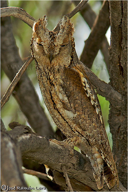 Autillo (Otus scops)