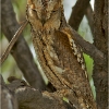 Autillo (Otus scops)