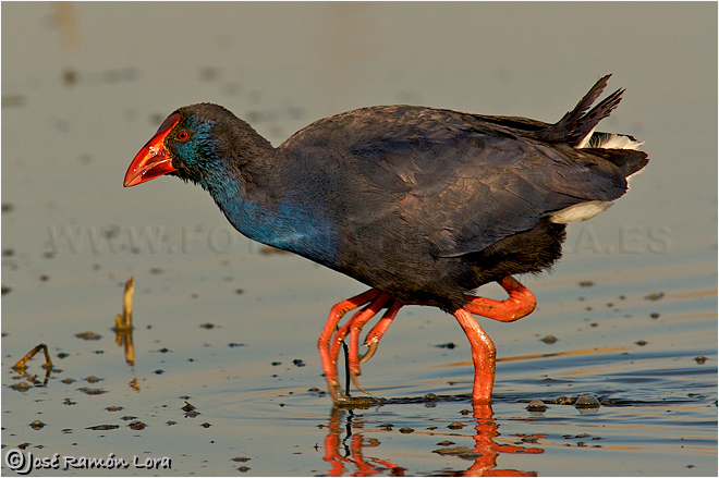 Calamón común (Porphyrio porphyrio)