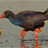 Calamón común (Porphyrio porphyrio)