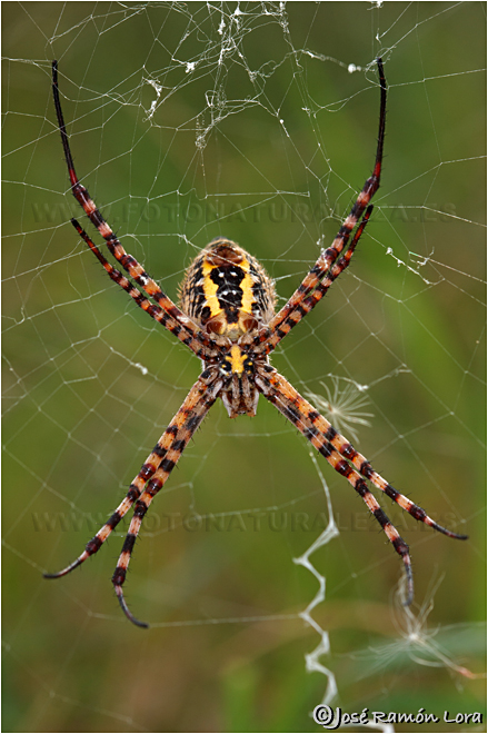 Argiope trifasciata
