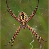 Argiope trifasciata