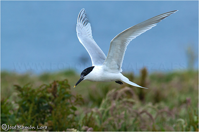 Charrán patinegro (Thalasseus sandvicensis)