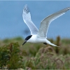 Charrán patinegro (Thalasseus sandvicensis)