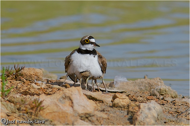 Chorlitejo chico (Charadrius dubius)