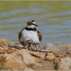 Chorlitejo chico (Charadrius dubius)