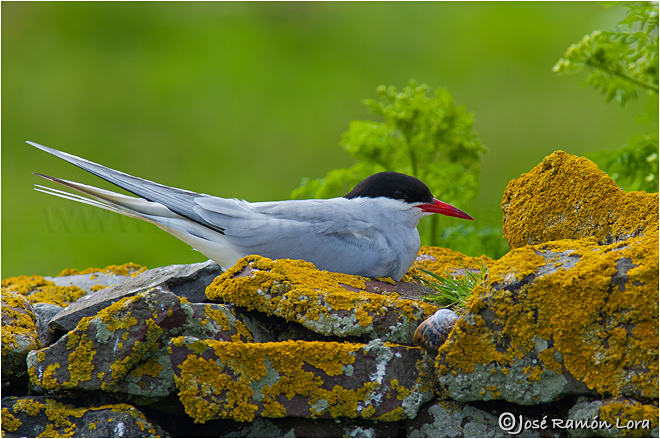 Charrán ártico (Sterna paradisaea)