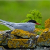 Charrán ártico (Sterna paradisaea)