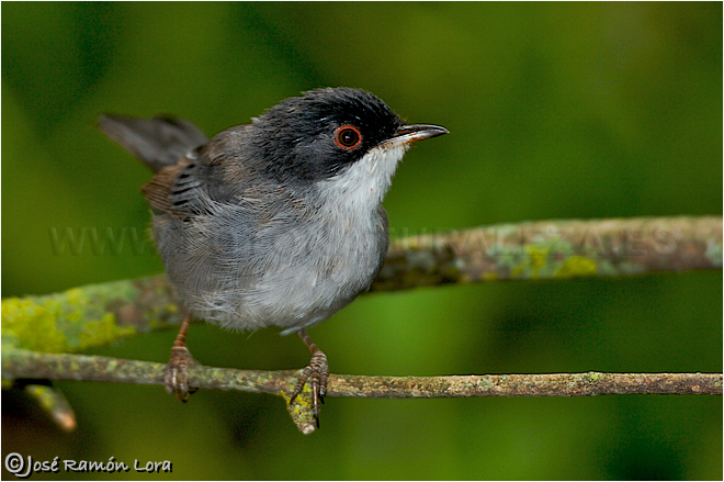 Curruca cabecinegra (Sylvia melanocephala)