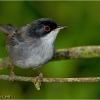 Curruca cabecinegra (Sylvia melanocephala)