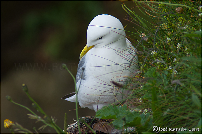 Gaviota tridáctila (Rissa tridactyla)