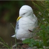Gaviota tridáctila (Rissa tridactyla)